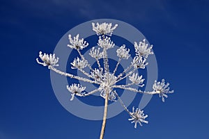 Umbellifer with ice crystals in winter photo