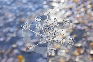 Umbellifer plant closeup seed hoarfrost photo