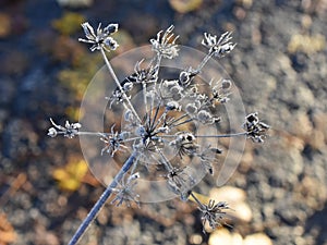 Umbellifer plant closeup seed hoarfrost photo