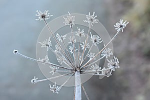 Umbellifer plant closeup seed hoarfrost photo