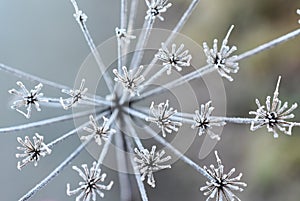 Umbellifer plant closeup seed hoarfrost photo