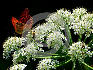 White blooming umbels flower with red butterfly photo