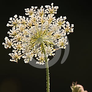 Umbelliferous and black background