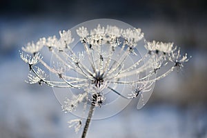 Umbelliferous plant cow-parsnip in winter in rime frost photo