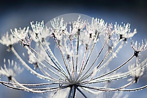 Umbelliferous plant cow-parsnip in winter in rime frost photo