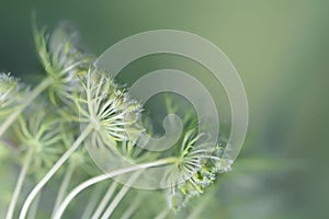 Umbelliferous seed stands of carrot against a soft green background with copy space, macro shot photo