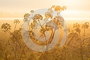 Umbellifers in the morning mist