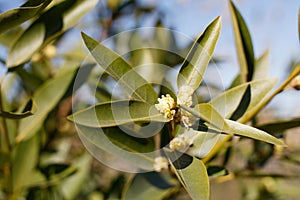 UMBELLULARIA CALIFORNICA BLOOM - BLUFF CREEK T - 012621 B