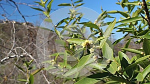 UMBELLULARIA CALIFORNICA BLOOM - BLUFF CREEK T - 012621 V A