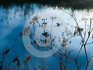 Umbels in the evening sun