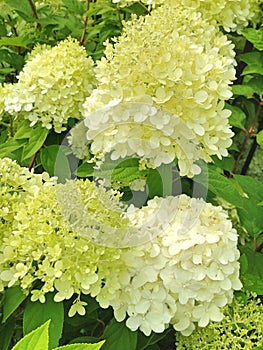Umbels of a Hortensia Stong Annabelle