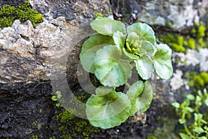 Umbilicus horizontalis, the horizontal navelwort, is a fleshy perennial flowering plant