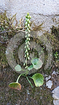 Umbilicus rupestris grows on a stone fence in Lisbon's Sintra