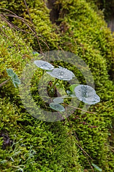 Umbilicus Rupestris Leaves between Mosses