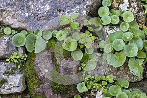 Umbilicus rupestris plant