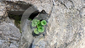 Umbilicus rupestris a plant that grows on stones with round leaves in spring in Portugal