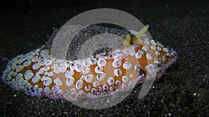 Umbraculum umbraculum is Umbrella shell with limpet-like shell and gills situated on the top side of the body Lembeh strait Indone