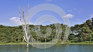 Umbrella acacias grow on the shore of the lake.