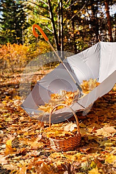 Umbrella and basket full of yellow maple leaves in the autumn park. Orange leaves fall from trees in the park in autumn