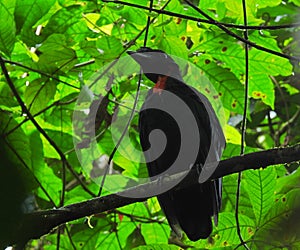 Umbrella Bird photo