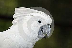 Umbrella cockatoo photo