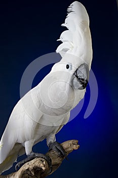 Umbrella Cockatoo