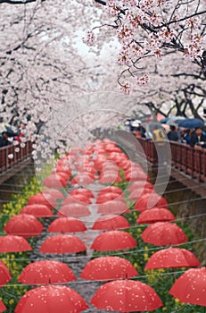 Umbrella decorations at Yeojwacheon stream during Jinhae Gunhangje Festival , Jinhae, Korea