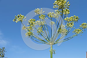 Umbrella head of DILL with seeds on a stalk against a blue sky in summer