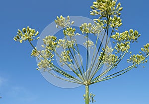 Umbrella head of DILL with seeds on a stalk against a blue sky in summer