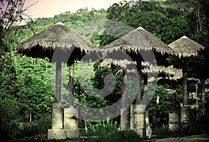 Umbrella in jungle forest