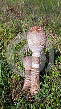 Umbrella mushroom