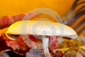Umbrella Mushroom with Gills 02