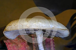 Umbrella Mushroom with Gills 02