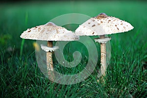 Umbrella mushroom standing in the grass.