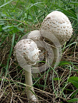 Umbrella mushrooms