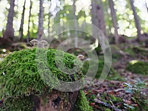 Umbrella mushrooms in the forest