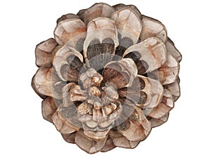 An umbrella nut: a pine nut