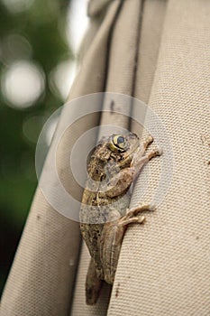 Umbrella with a Pinewoods treefrog Hyla femoralis