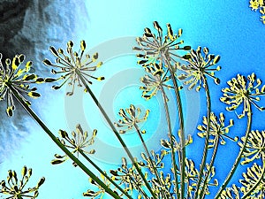 Umbrella plant  on a blue background art effect of posterization photo