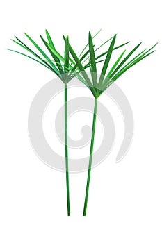 Umbrella plant, Papyrus, Cyperus alternifolius L. Isolated on white backgrund. with clipping path