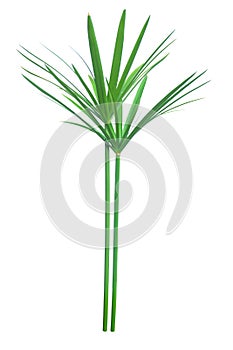 Umbrella plant, Papyrus, Cyperus alternifolius L. Isolated on white backgrund. with clipping path