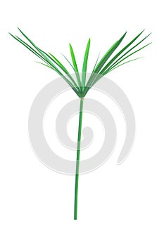Umbrella plant, Papyrus, Cyperus alternifolius L. Isolated on white backgrund. with clipping path