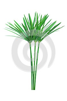 Umbrella plant, Papyrus, Cyperus alternifolius L. Isolated on white backgrund. with clipping path