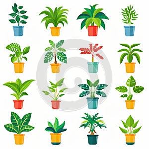 Umbrella Plant (Schefflera Arboricola), Pot Plant Flat Icon Set, Umbrella Plant Flat Design photo