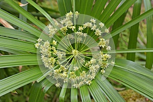 Umbrella sedge Flatsedge close up