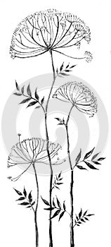 Umbrella-shaped flower, angelica graphics,botany, hand-drawn liner, illustration