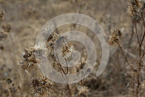 Umbrella-shaped plant with thorns. Dried plant. Herbarium in vivo. Macro photo. Small details close up photo