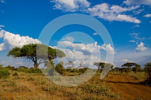 Umbrella thorn acacia Acacia tortilis Africa landcape