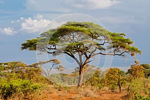 Umbrella thorn acacia Acacia tortilis beautiful landscape of Africa