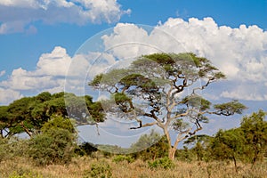 Umbrella thorn acacia Acacia tortilis beautiful landscape of Africa